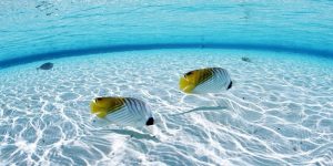 Cần nắm rõ mơ thấy bắt cá nên đánh con gì