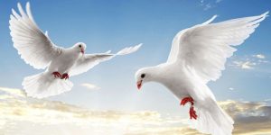 Cần tìm hiểu rõ ý nghĩa của một số điểm báo mơ thấy chim
