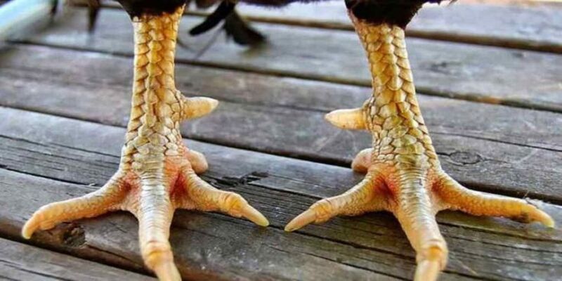 Cần đánh giá một cách toàn diện để chọn được những con gà đá tiềm năng